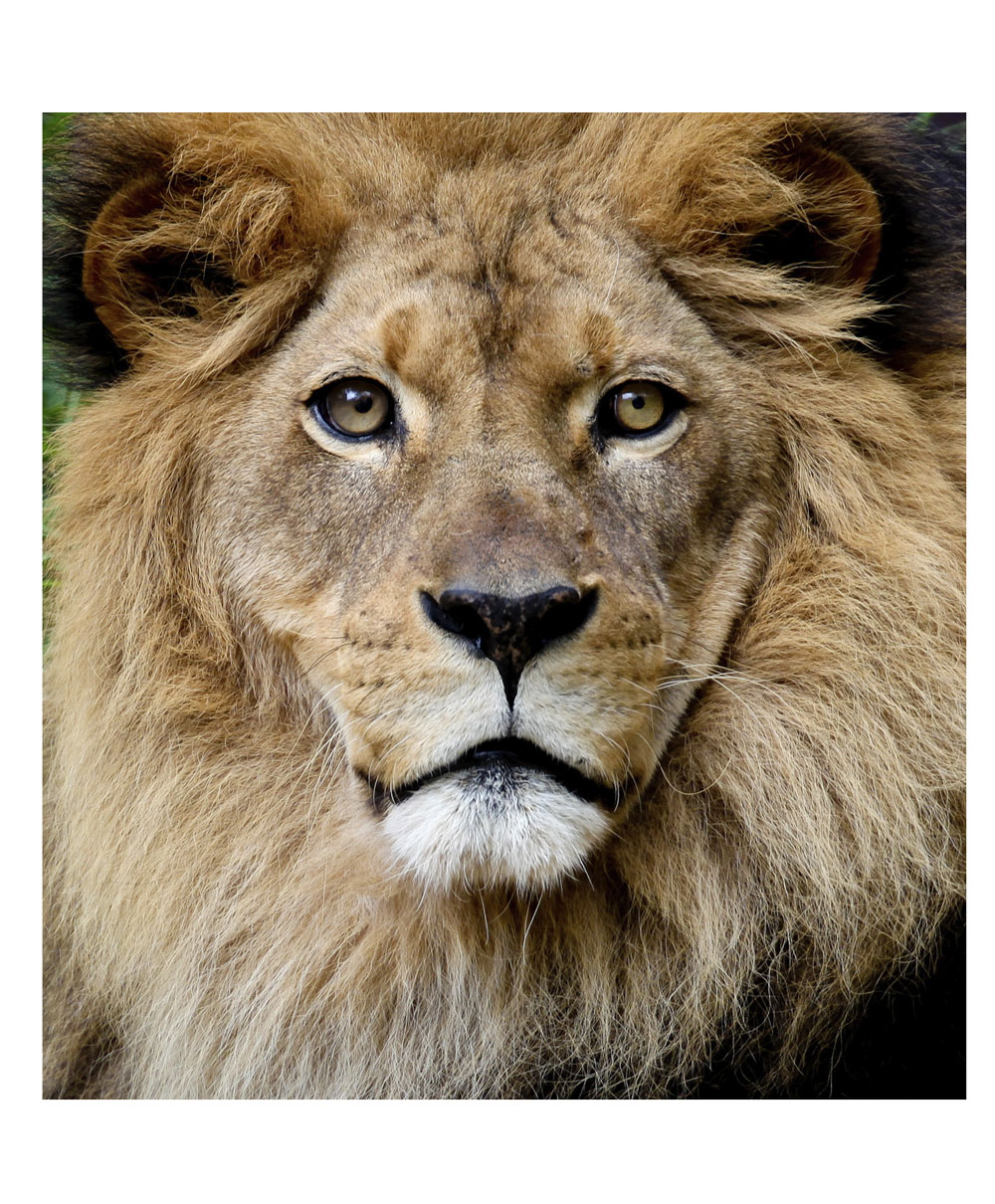 photo retouching of an image a lion that was used for a puzzle before and after