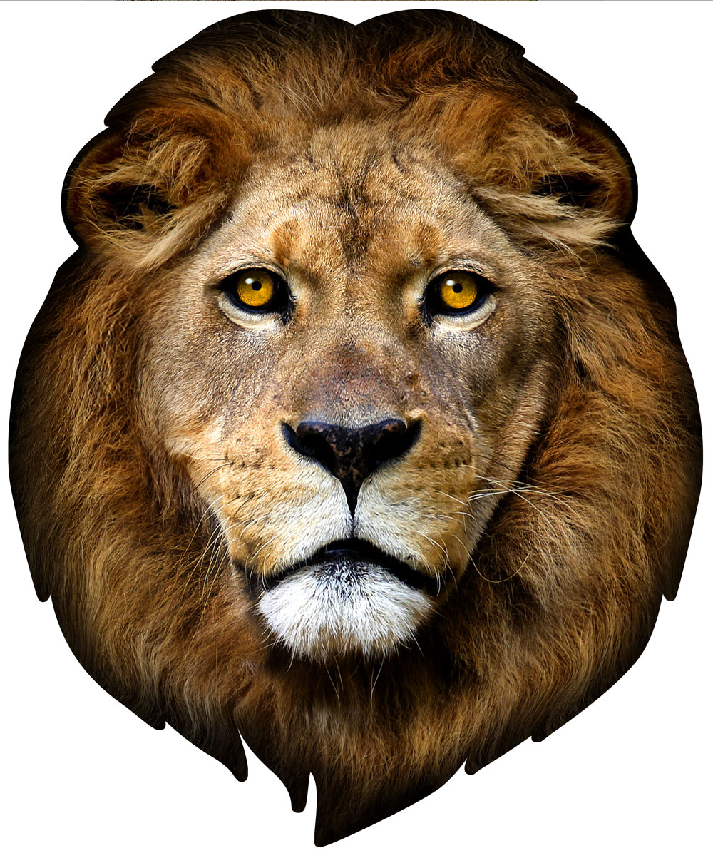 photo retouching of an image a lion that was used for a puzzle before and after
